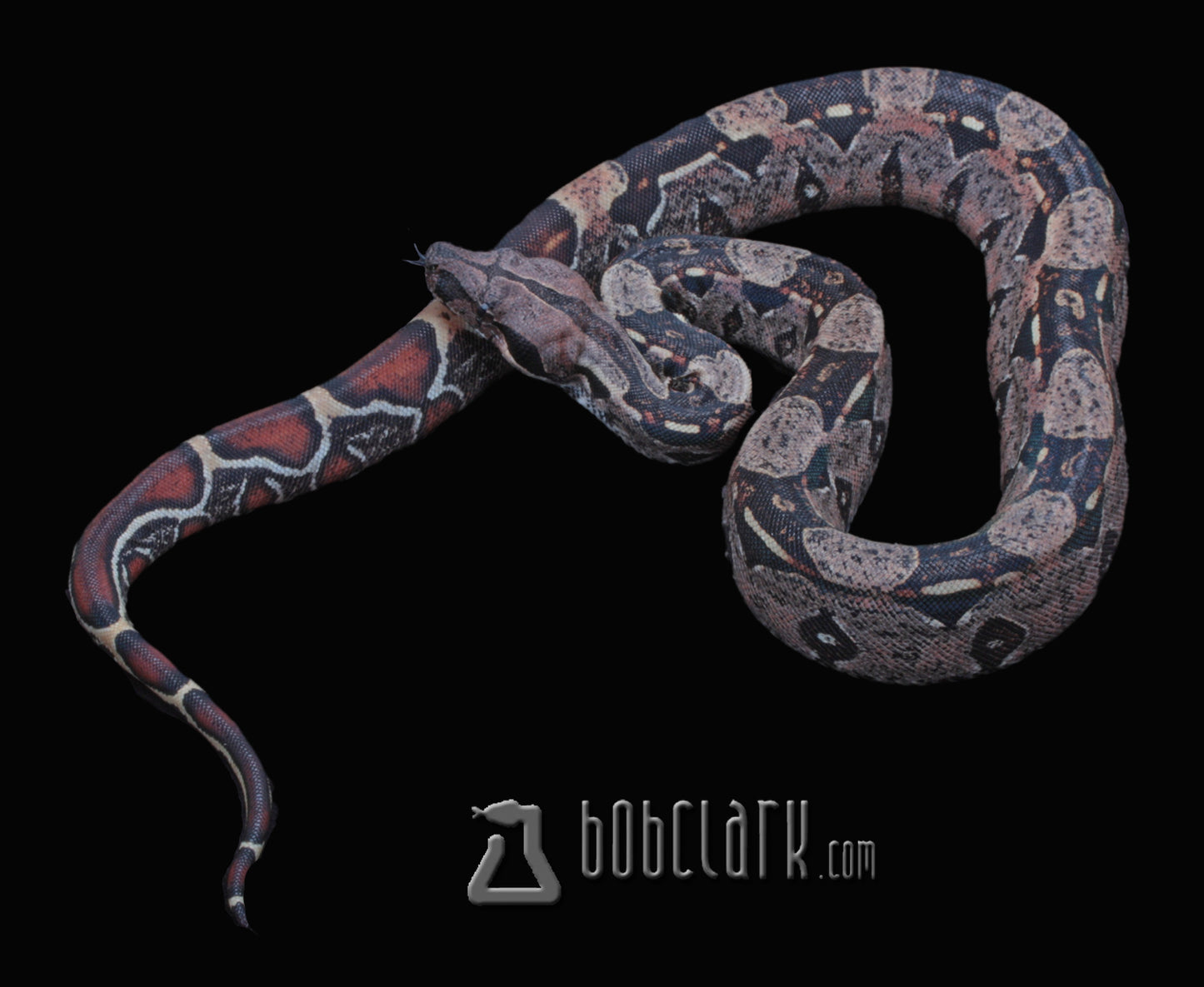 IMG Jungle 100% het VPI male