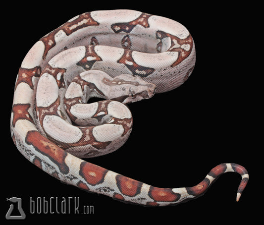 Jungle het VPI albino