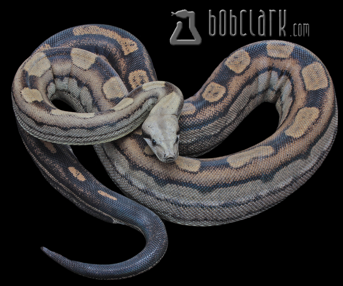 Keywest Motley het anery 60"