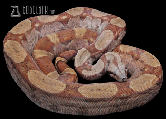 Keywest 100% het T+ VPI 40"