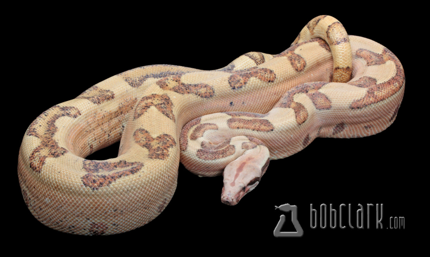 Labyrinth hypo boa, 2020 proven breeding male 72 inches