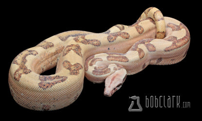 Labyrinth hypo boa, 2020 proven breeding male 72 inches