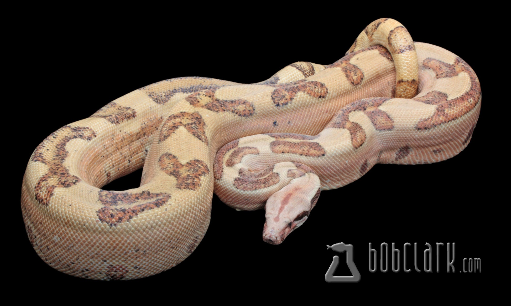 Boa Constrictors : Labyrinth hypo boa, 2020 proven breeding male 72 inches
