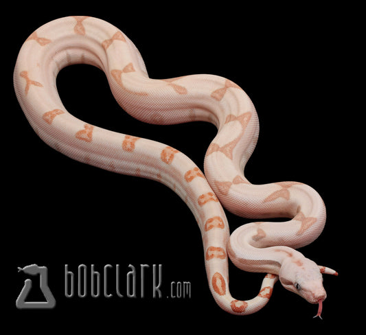 Hypo Labyrinth fire het VPI albino