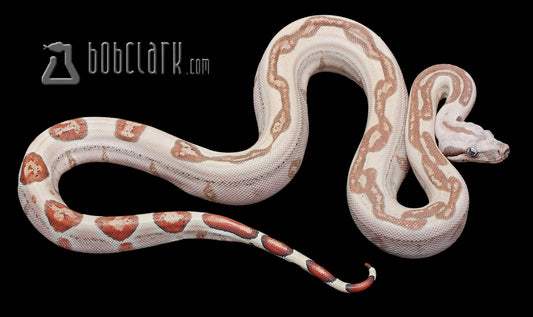 Labyrinth hypo het VPI poss jungle