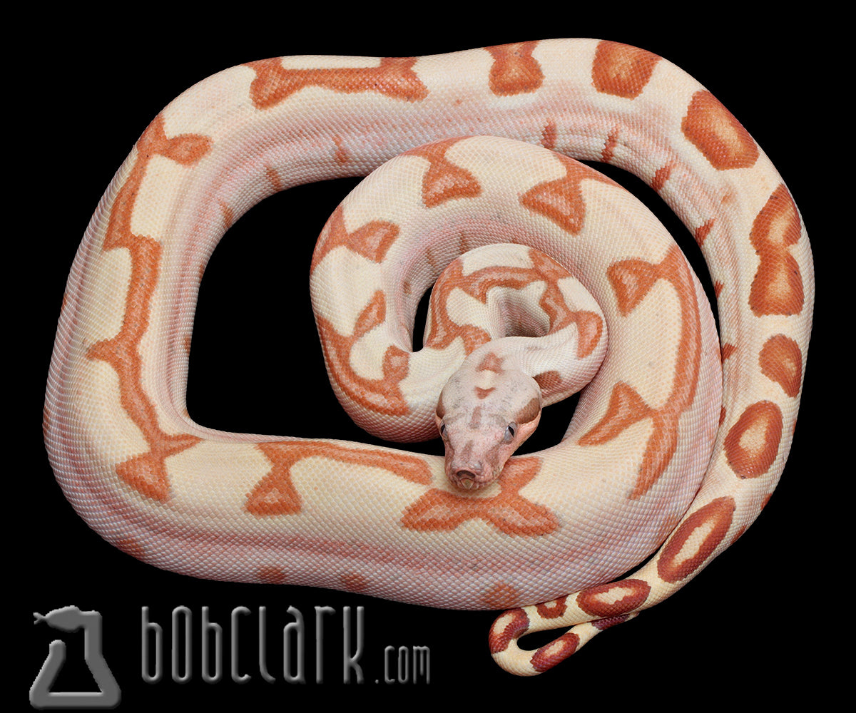 Boa Constrictors : Hypo labyrinth poss het VPI poss jungle