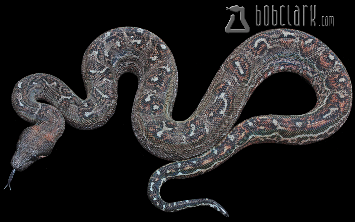 Leopard 100% het Anery