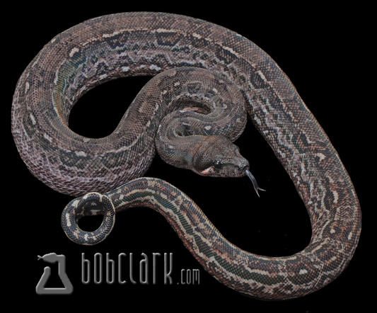 Leopard het Anery