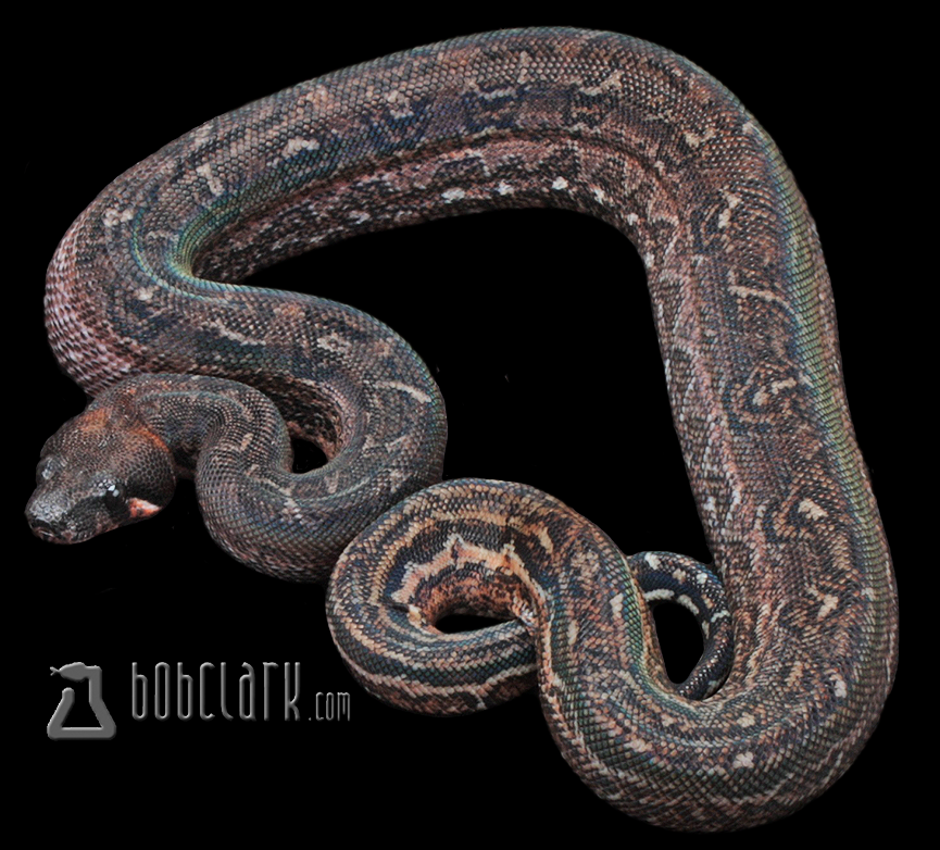 Leopard het anery
