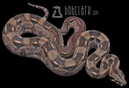 Mexican boa