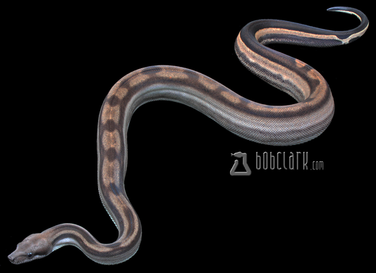 Motley het sharp