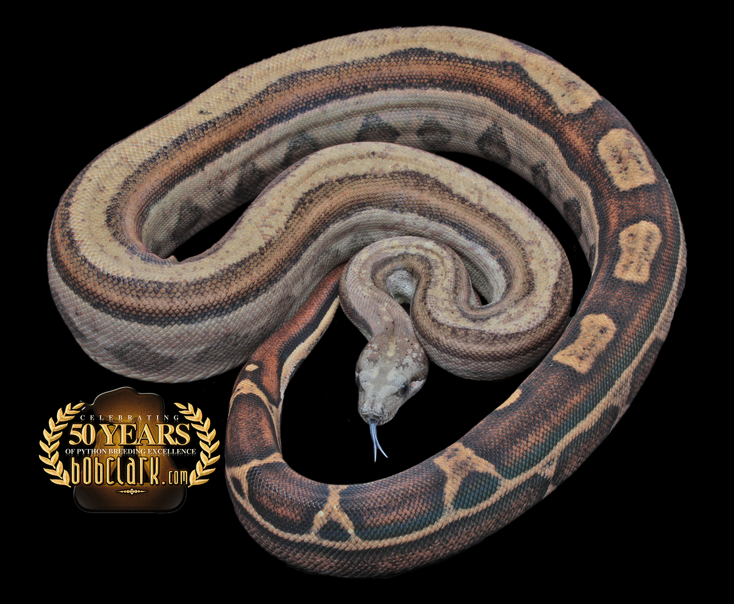 Motley het leopard 40"