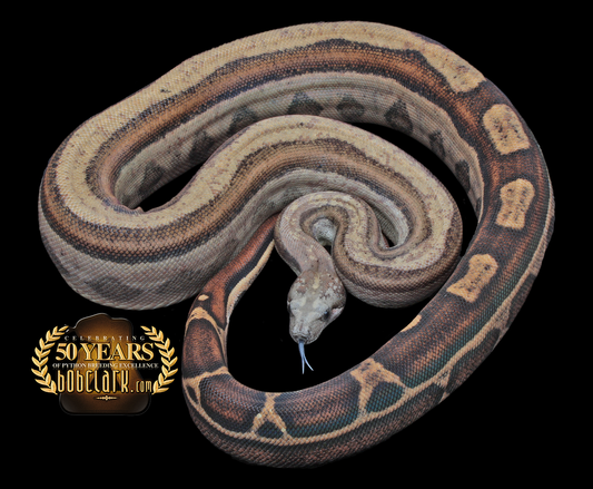 Motley het leopard 40"