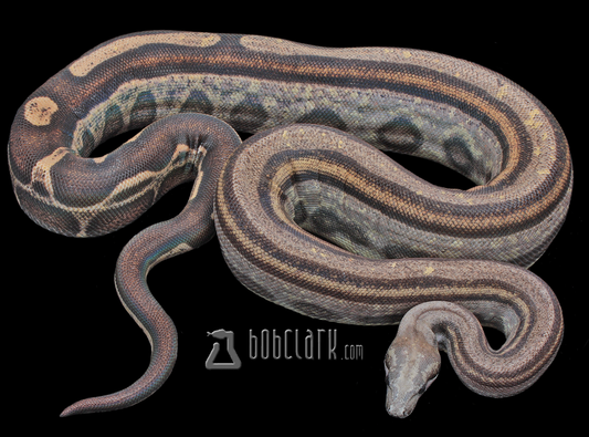 Motley het leopard 48"