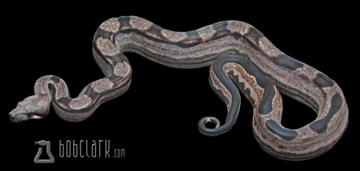 Boa Constrictors : Boa Constrictors : Motley het VPI