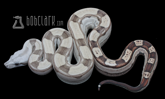 Keywest motley poss het anery