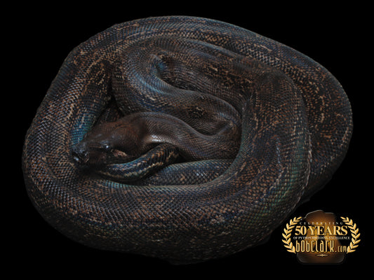 Mystique (leopard/onyx) 55 inches