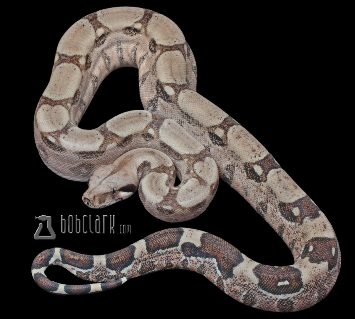 poss het blood and sharp