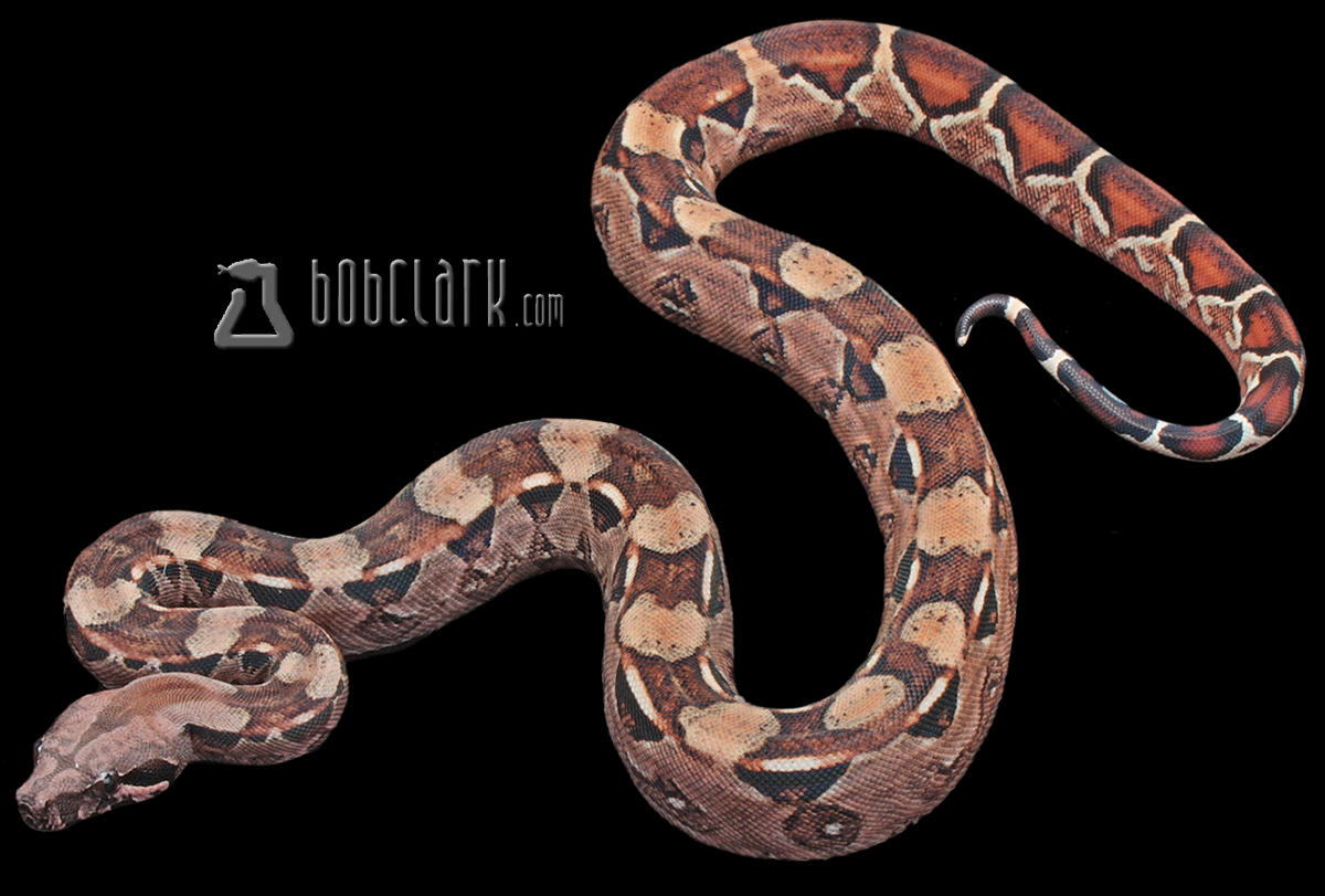 poss het blood and sharp
