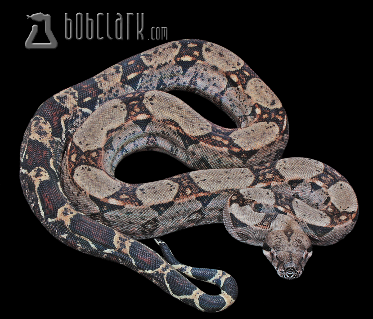 poss het blood and sharp