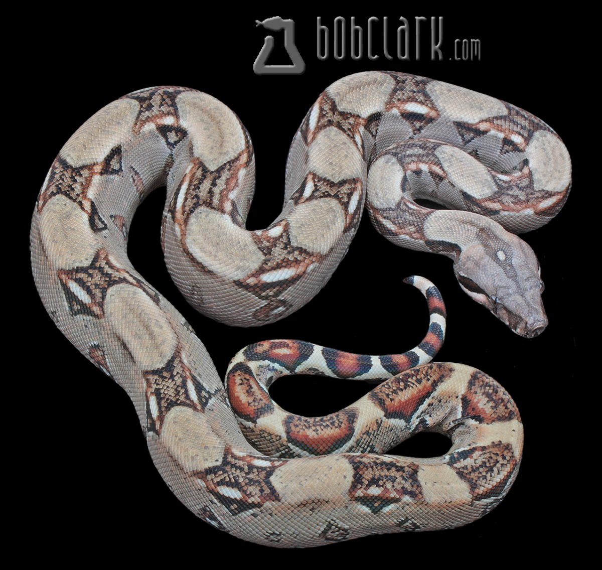 poss het blood and sharp