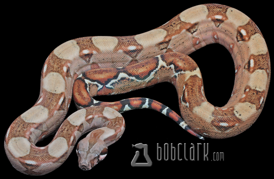 poss het blood and sharp