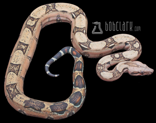 T+ VPI pink panther pos het blood