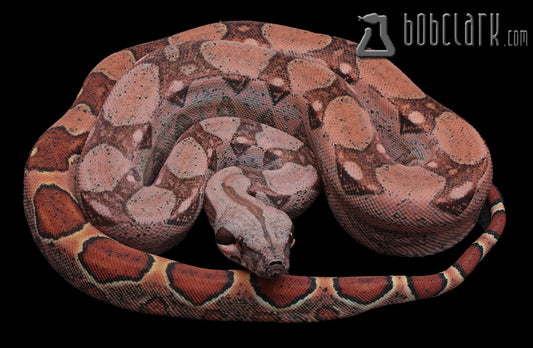 Boa Constrictors : Red pastel