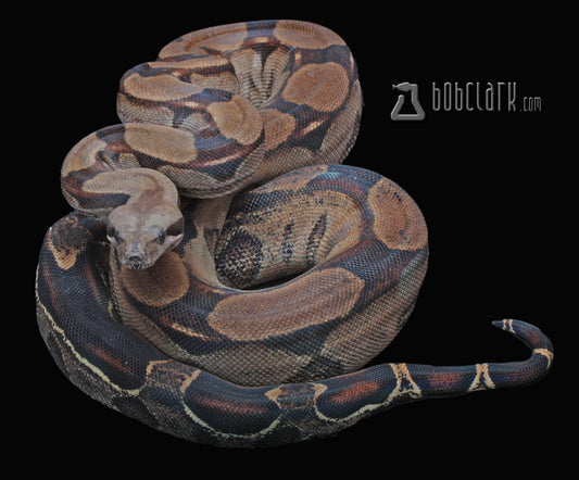 Roswell ladder tail poss het leopard 50" female