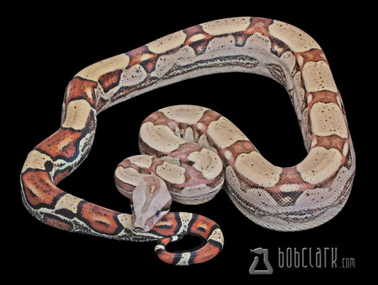 Roswell ladder tail het Sharp albino 48" (Copy)