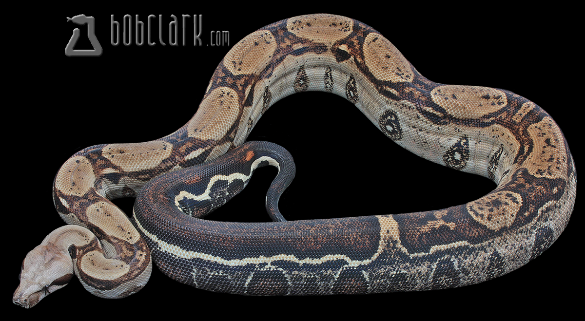 RLT poss het leopard 42"