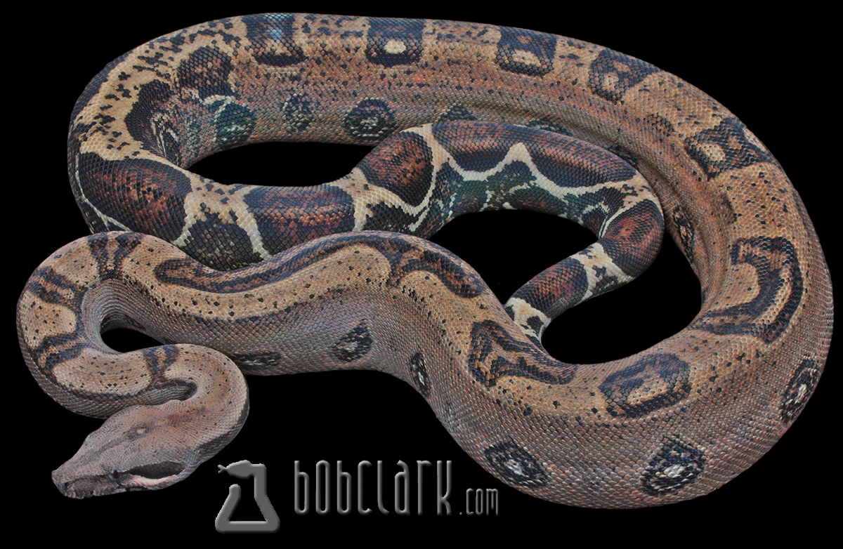 RLT poss het leopard 40"