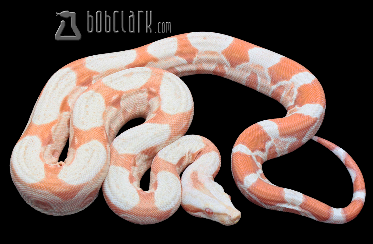 Sharp albino