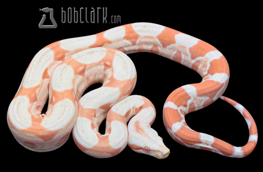 Sharp albino