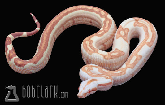 Sharp albino jungle super stripe male