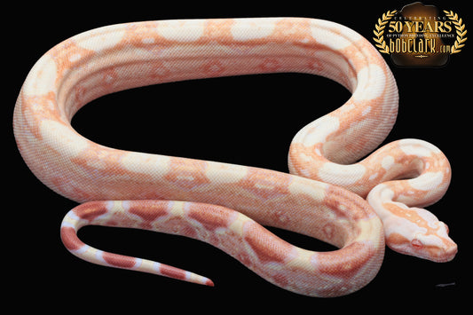 Sharp poss het blood