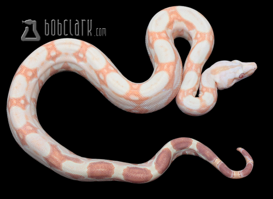 Sharp albino poss het blood