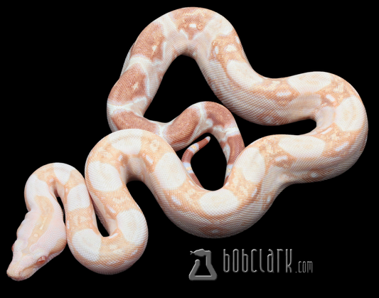 Sharp albino poss het blood