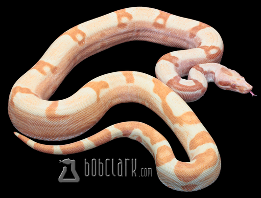 Sharp sunglow jungle 48"