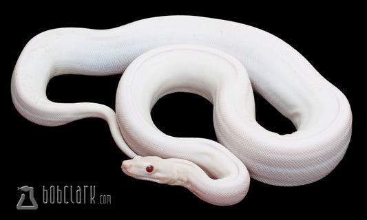 Boa Constrictors : Super fire VPI T+ albino
