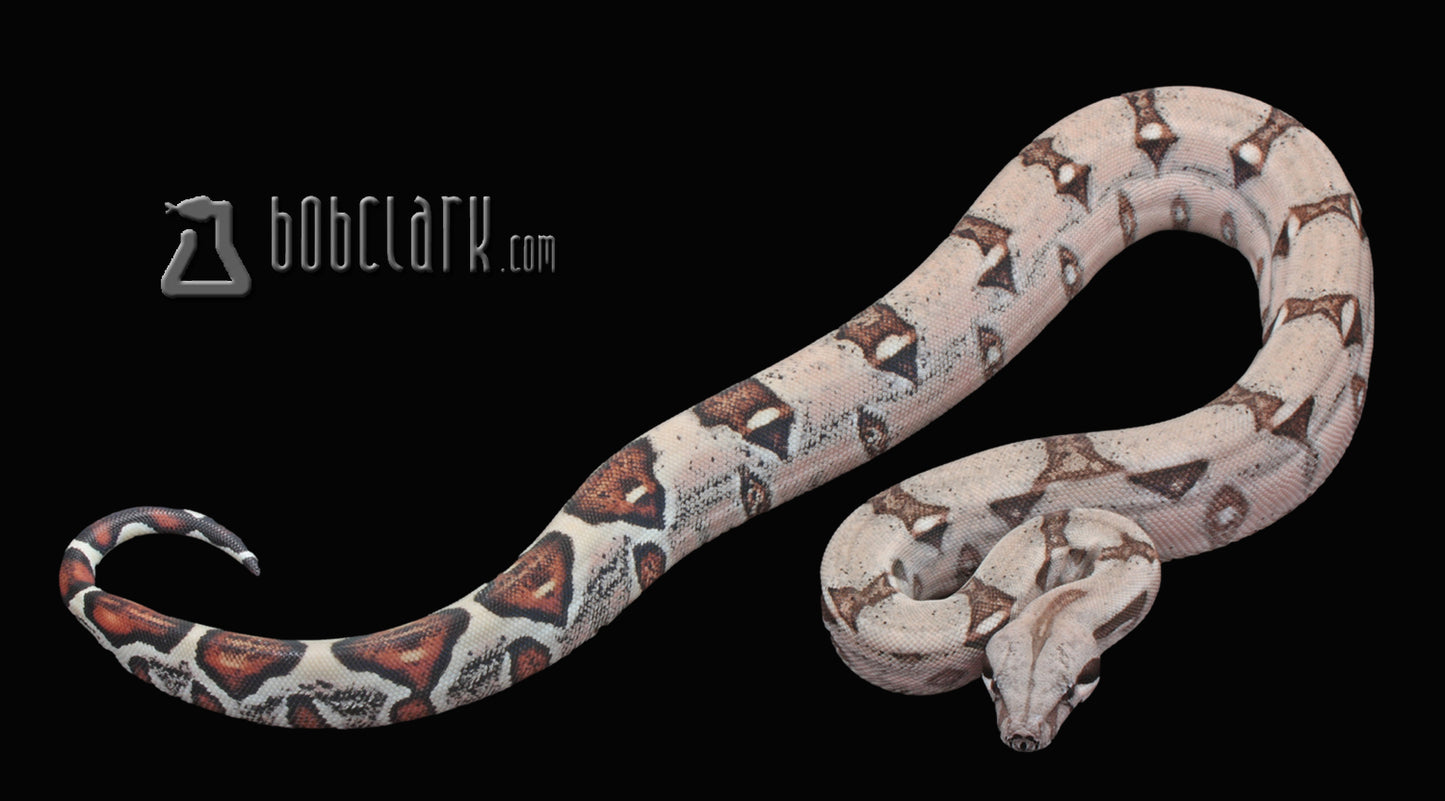 het VPI albino boa female