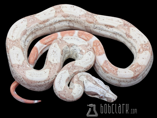 T+ VPI sunglow het snowglow