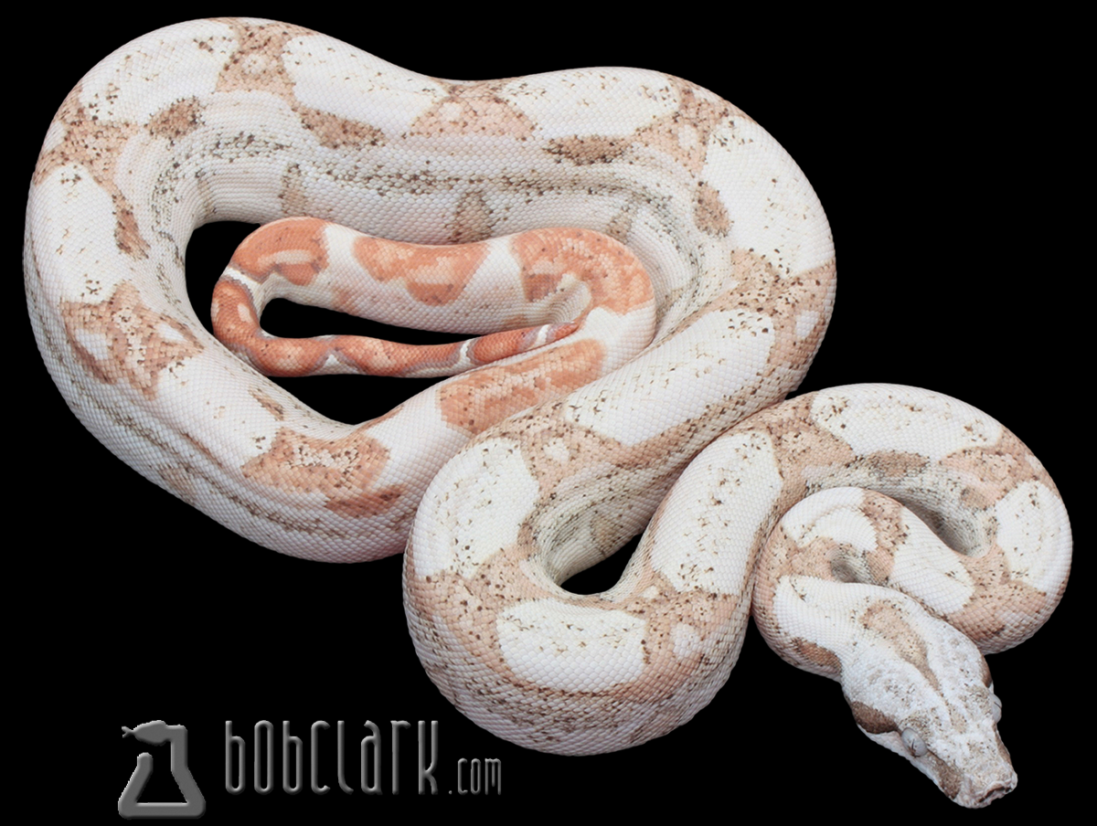 T+ VPI sunglow het snowglow
