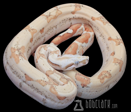 T+ VPI Sunglow Jungle