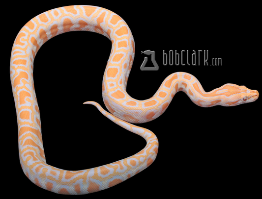 Albino het pied and granite