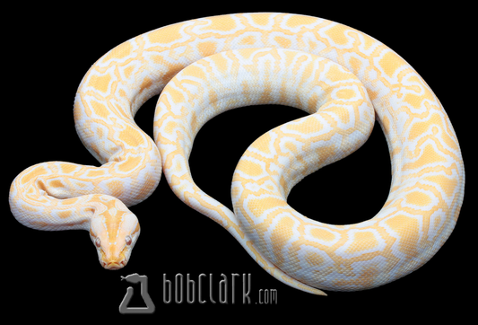 Albino het pied and granite 38"