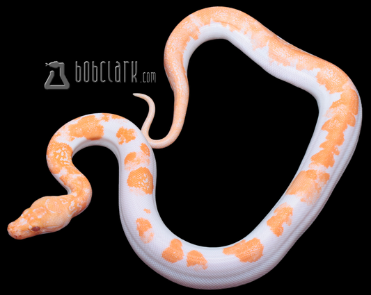 Albino granite pied