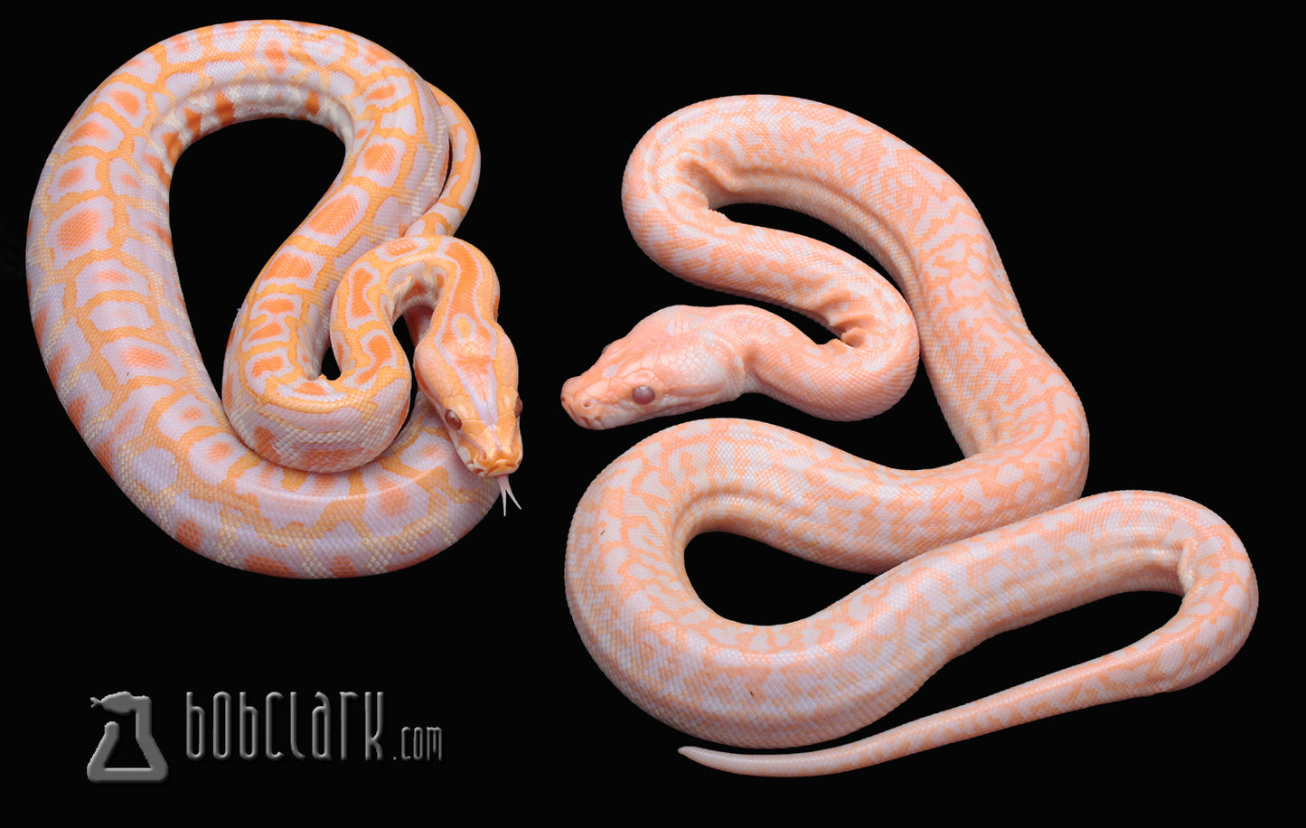 albino granite and albino het granite, BOTH HET PIED pair