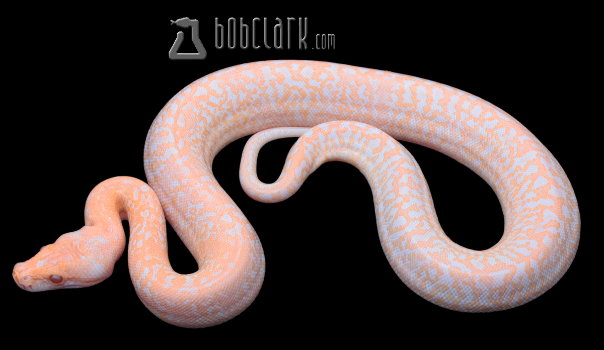 Albino granite 100% het pied