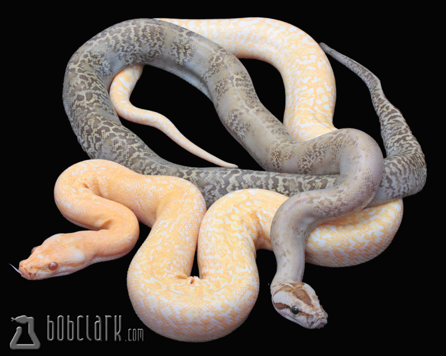 albino granite het pied male and granite doulbe het albino and pied PAIR